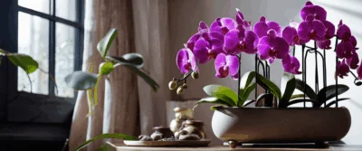 Découvrez les Secrets des Experts pour Choisir le Meilleur Pot d&rsquo;Orchidée : Guide Ultime des Plateformes Incontournables