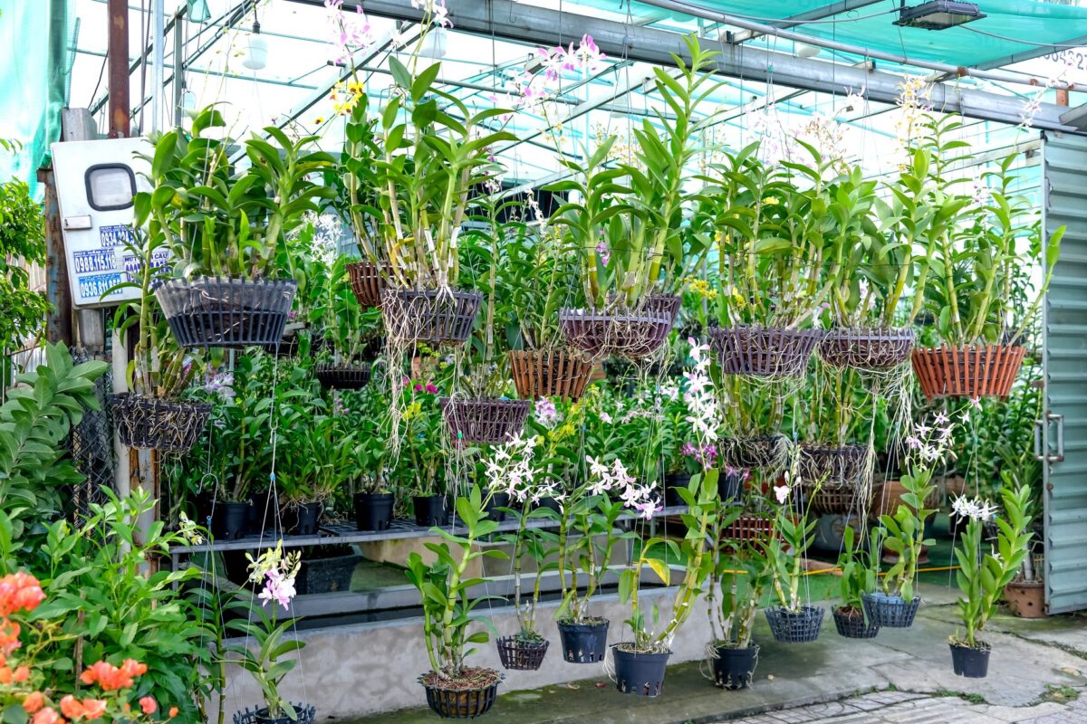 Orchidées : l&rsquo;exposition internationale de Breuillet du 23 au 25 octobre