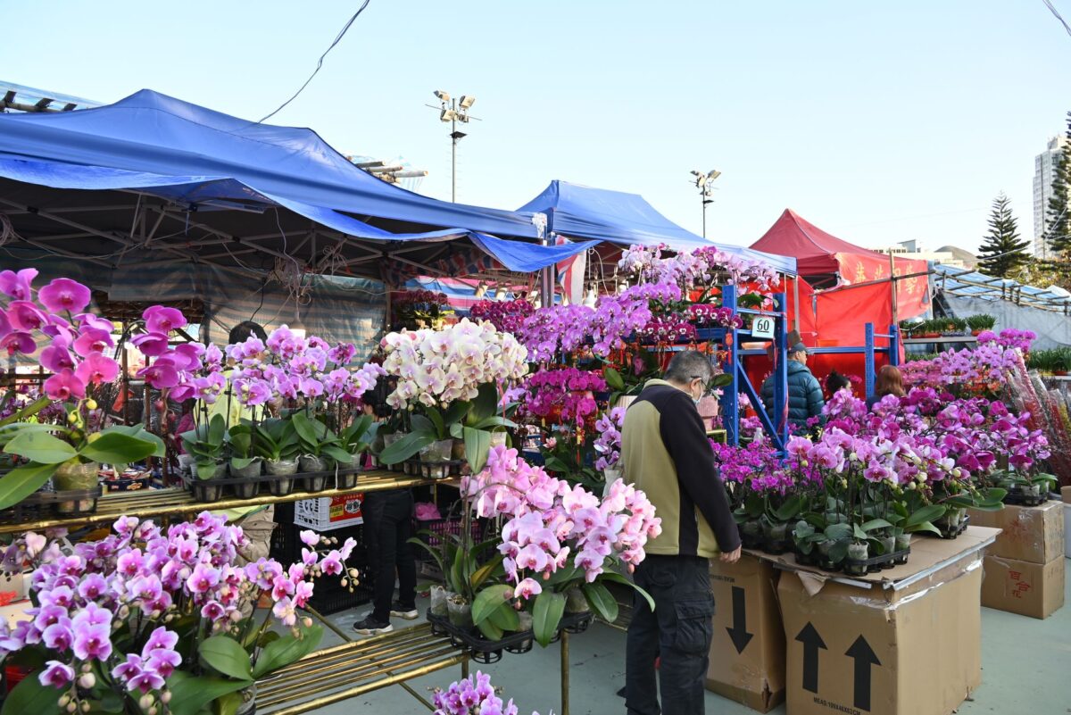 Magie des Orchidées 2026 : le château de Vascoeuil ouvre sa 28e édition du 29 octobre au 1er novembre