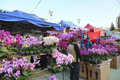 Magie des Orchidées 2026 : le château de Vascoeuil ouvre sa 28e édition du 29 octobre au 1er novembre