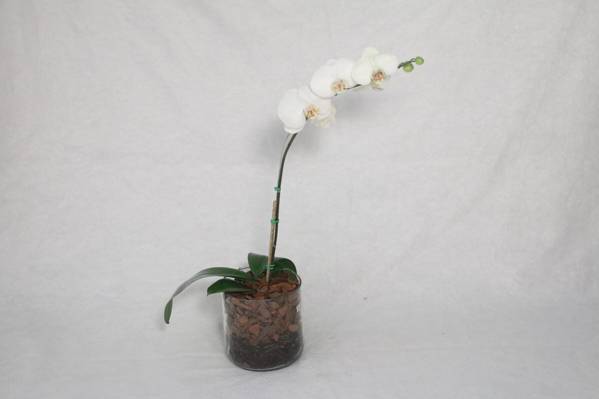 Arroser une orchidée : la règle des racines argentées et ce qu&rsquo;en disent les botanistes