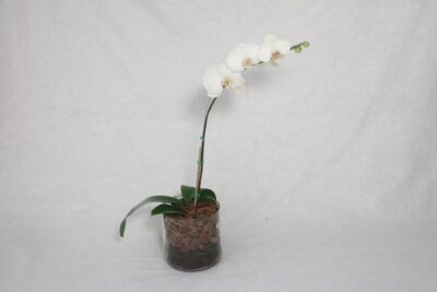 Arroser une orchidée : la règle des racines argentées et ce qu’en disent les botanistes